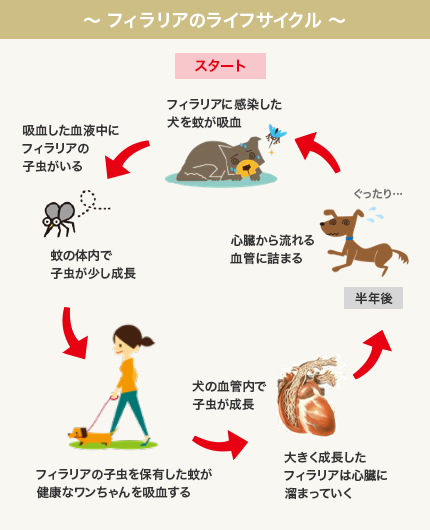 予防・健康診断（予防）｜一般診療｜南が丘動物病院/兵庫県三田市の